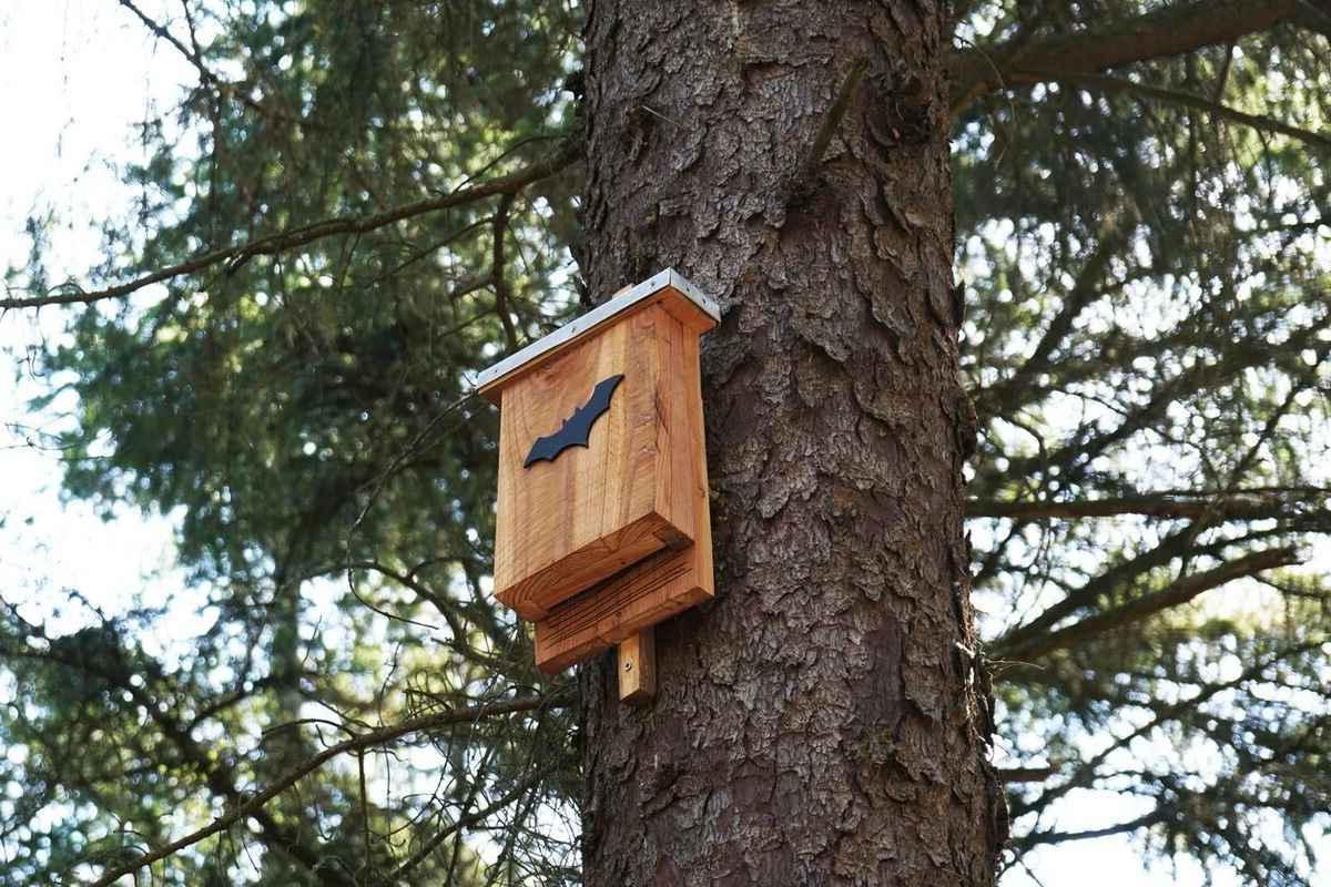 Build Your Own Bat House: Easy-to-Follow Plans For A DIY Bat Shelter