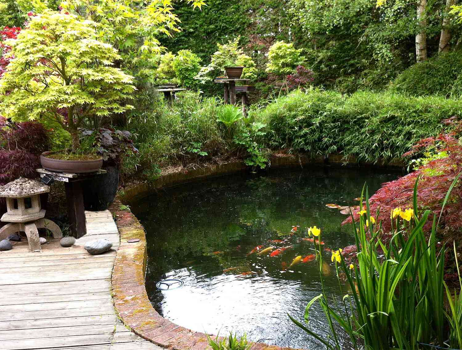 DIY Koi Pond: Step-by-Step Guide To Creating Your Own Tranquil Oasis