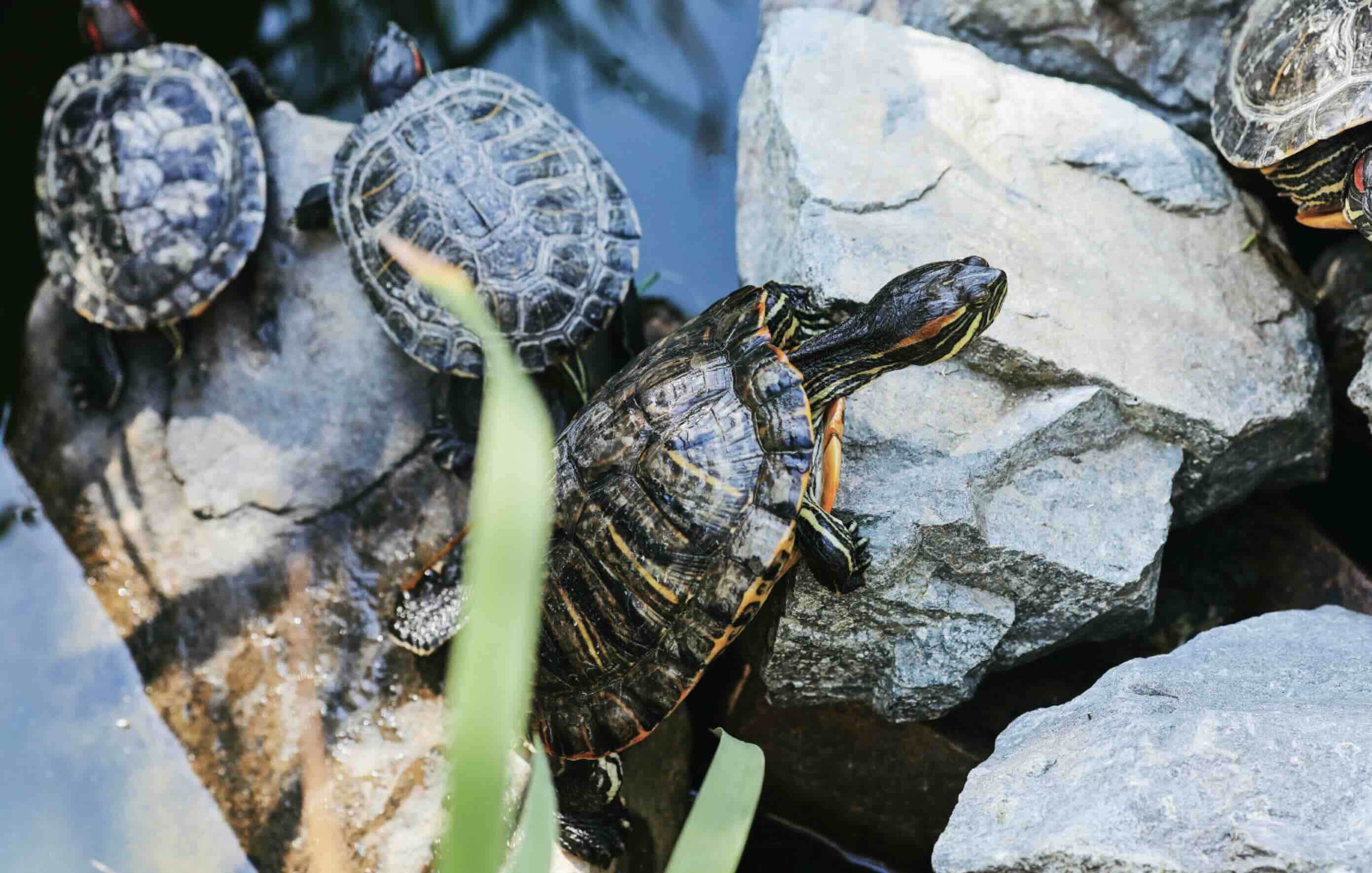 DIY Turtle Pond: Enhancing Your Home With A Tranquil Oasis