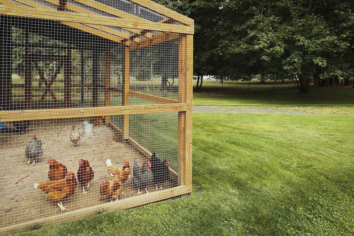 How To Build A Chicken Run