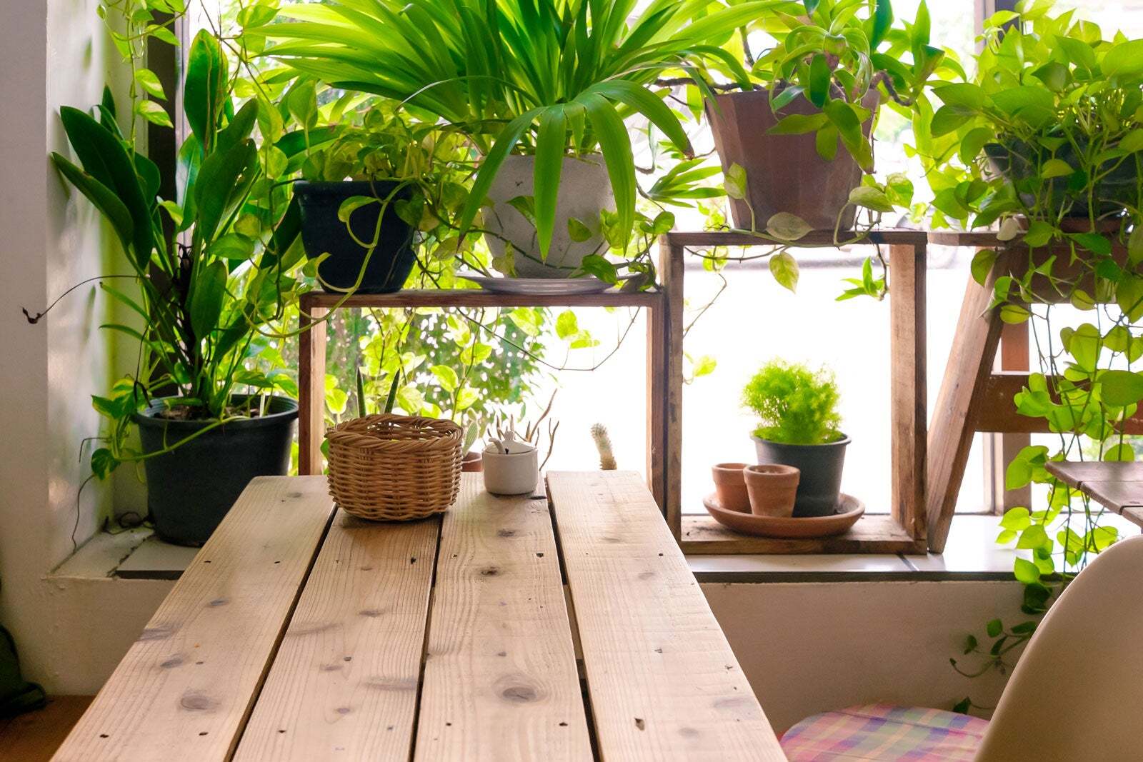 DIY Guide: Building A Grow Room For Indoor Gardening