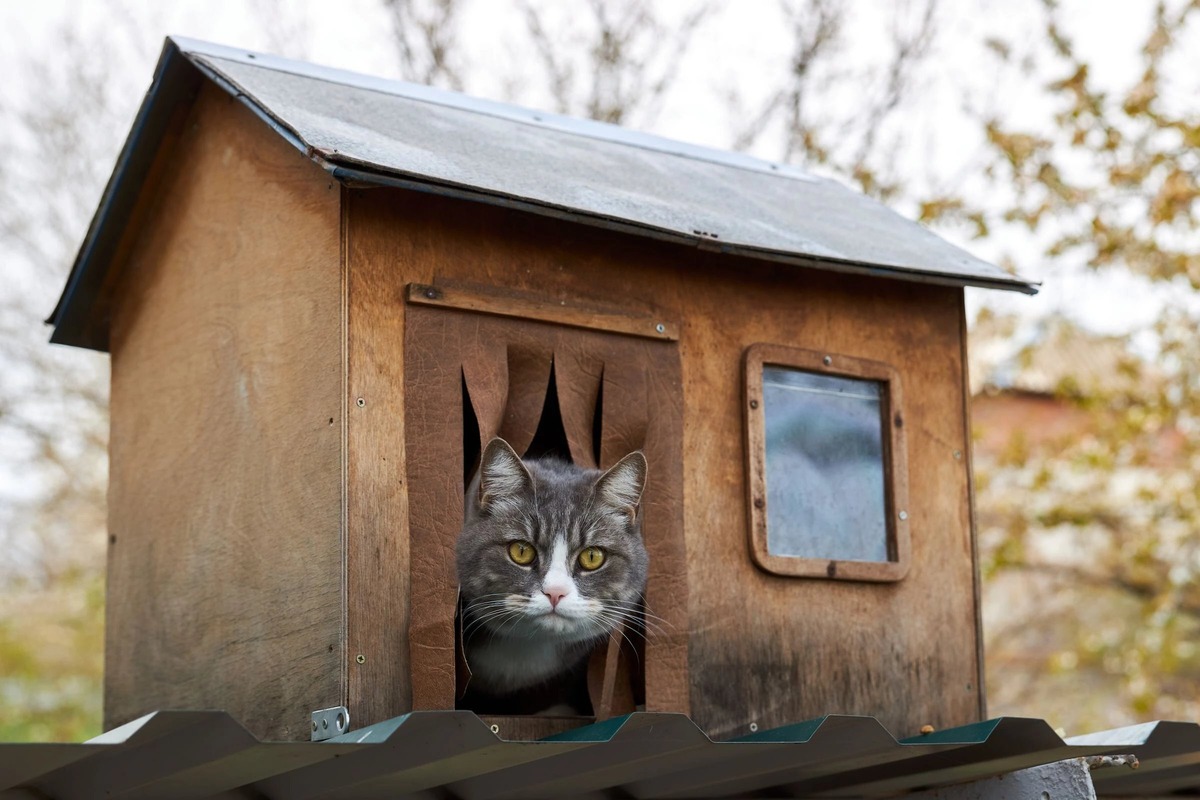 DIY Outdoor Cat House: Create A Cozy Shelter For Your Feline Friend