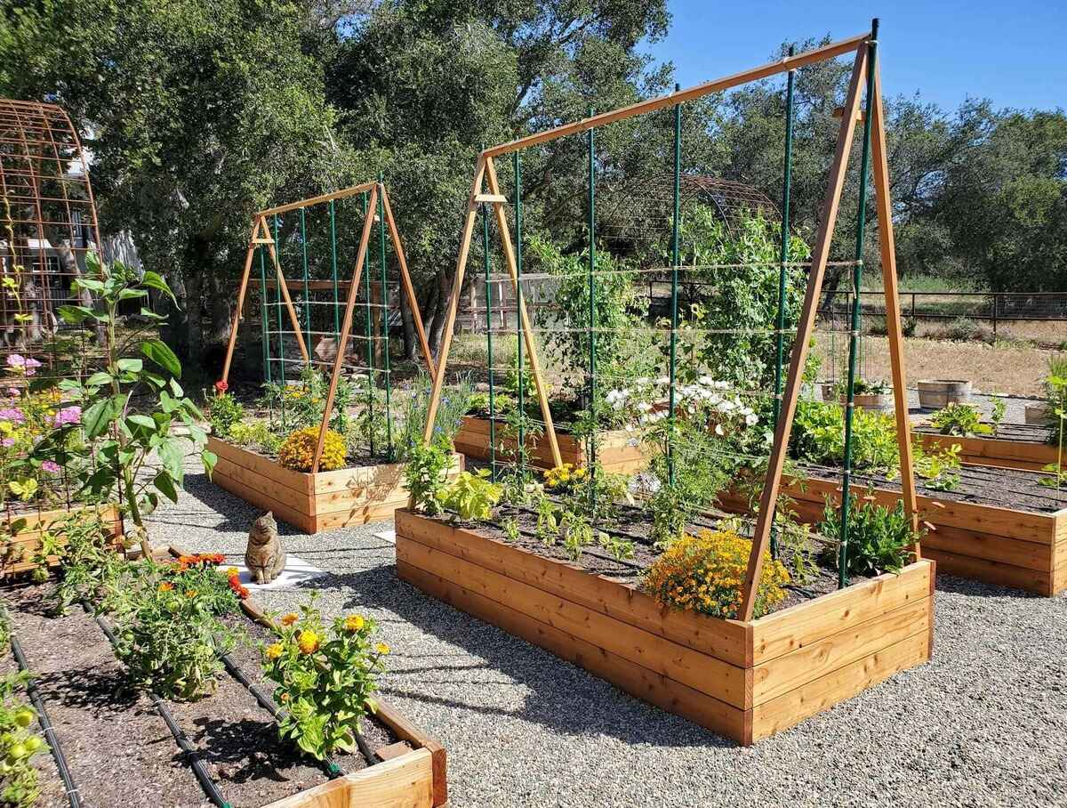 DIY Tomato Trellis: A Step-by-Step Guide To Building Your Own Plant Support System