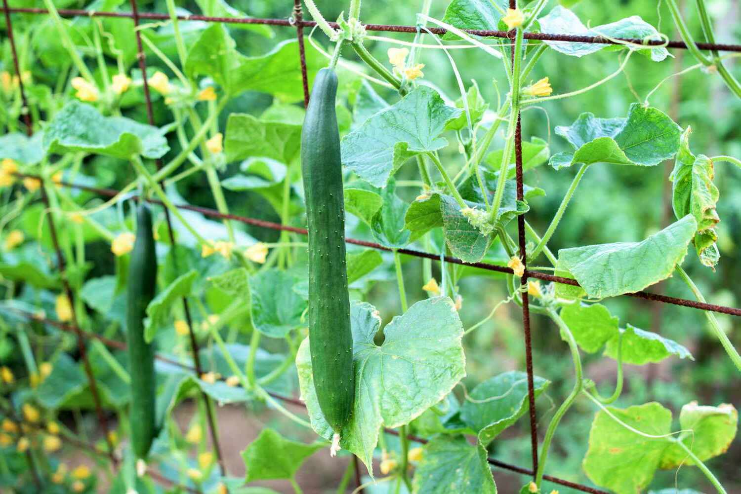 Clever Cucumber Trellis: A DIY Guide To Growing Vines And Maximizing Space