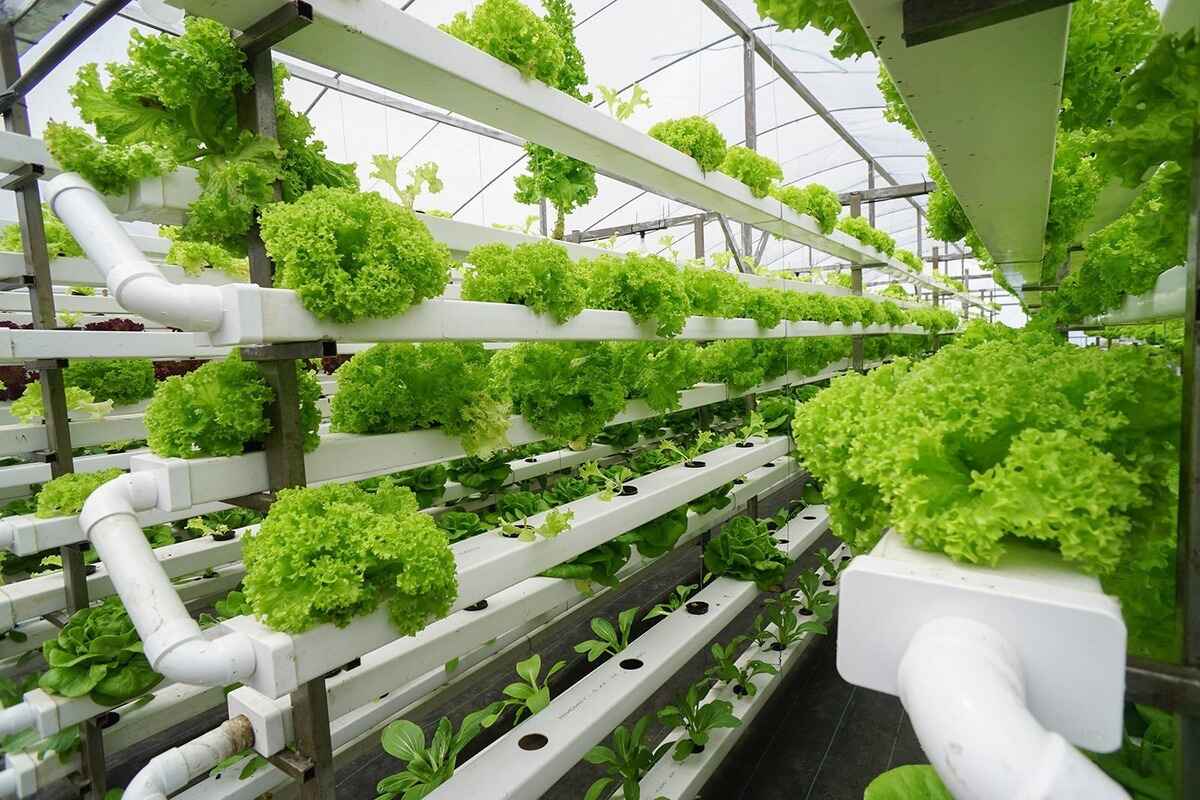 DIY Aquaponics: How To Build Your Own Sustainable Garden