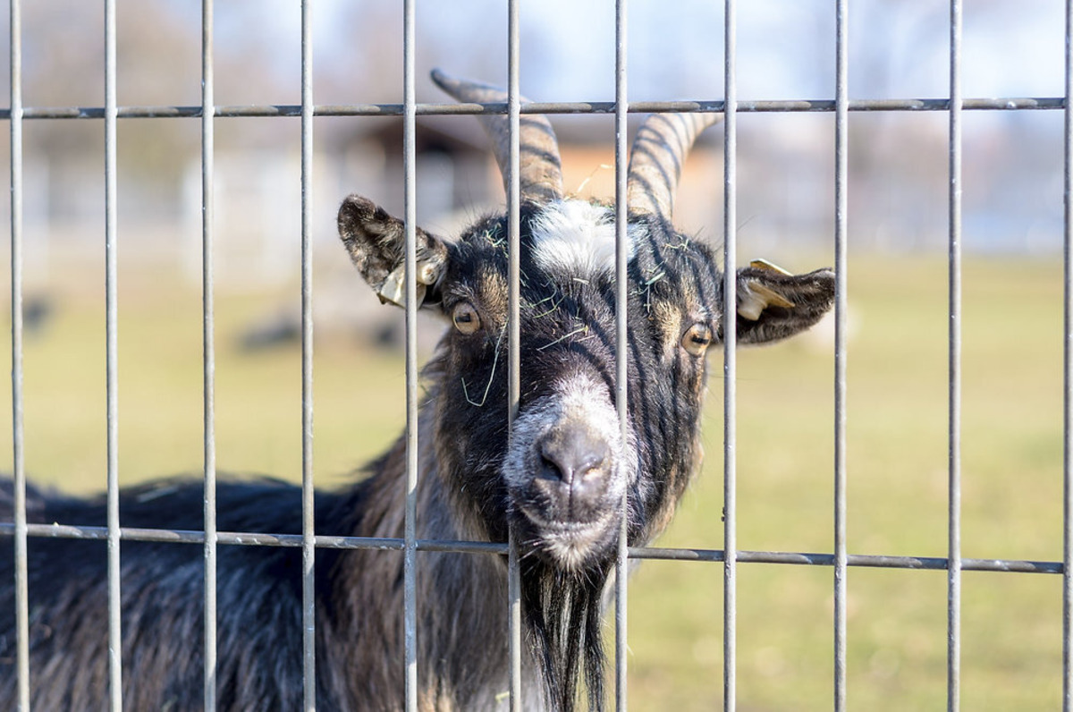 DIY: Building A Goat Fence – Step-by-Step Guide For A Secure Enclosure