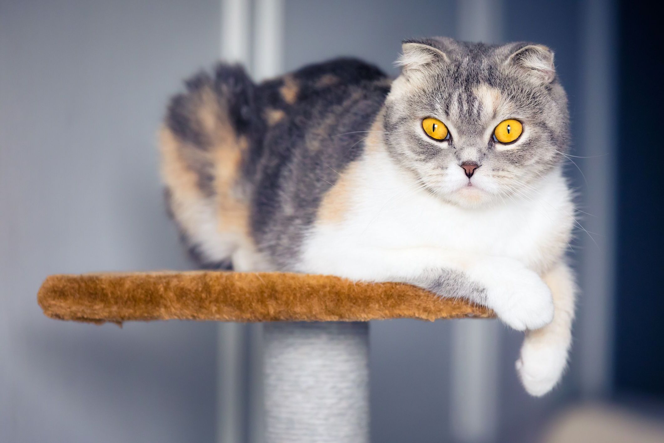 DIY Cat Tree: Create A Custom Climbing Haven For Your Feline Friend