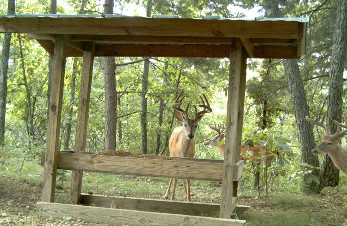 DIY Deer Feeder: How To Build Your Own Wildlife Feeding Station