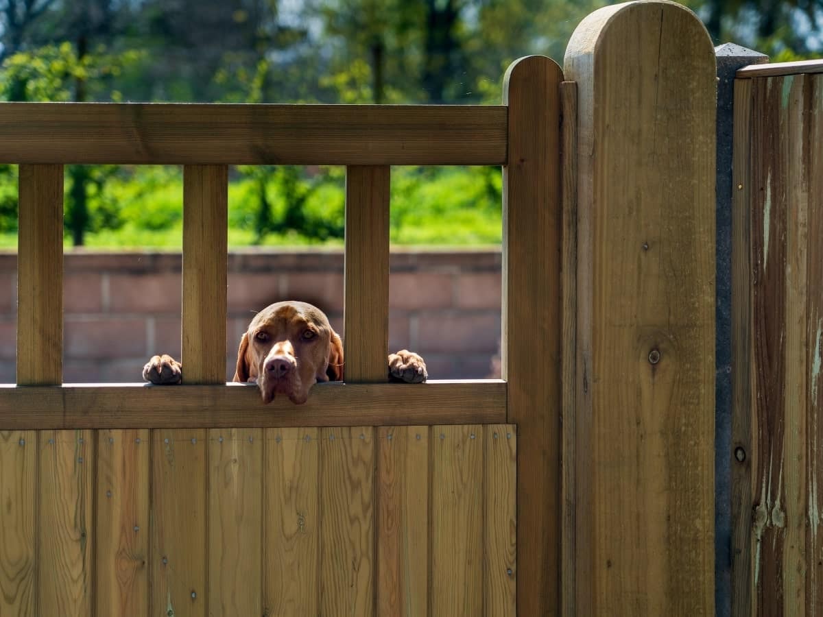 DIY Dog Fence: How To Create A Safe And Secure Enclosure For Your Furry Friend