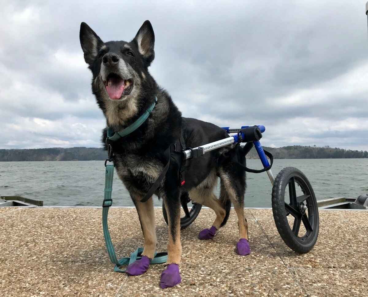 DIY Dog Wheelchair: Step-by-Step Guide To Building A Custom Mobility Aid