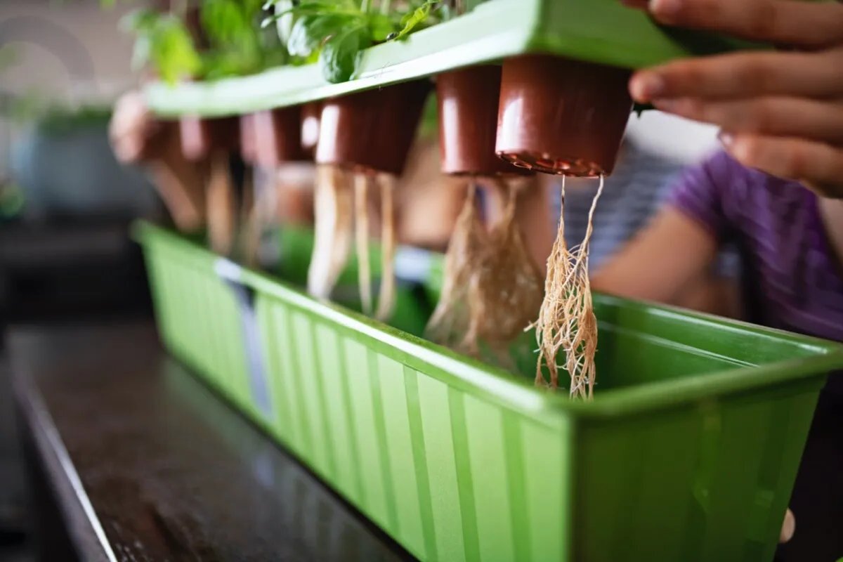 DIY Hydroponics: A Beginner’s Guide To Growing Plants Without Soil