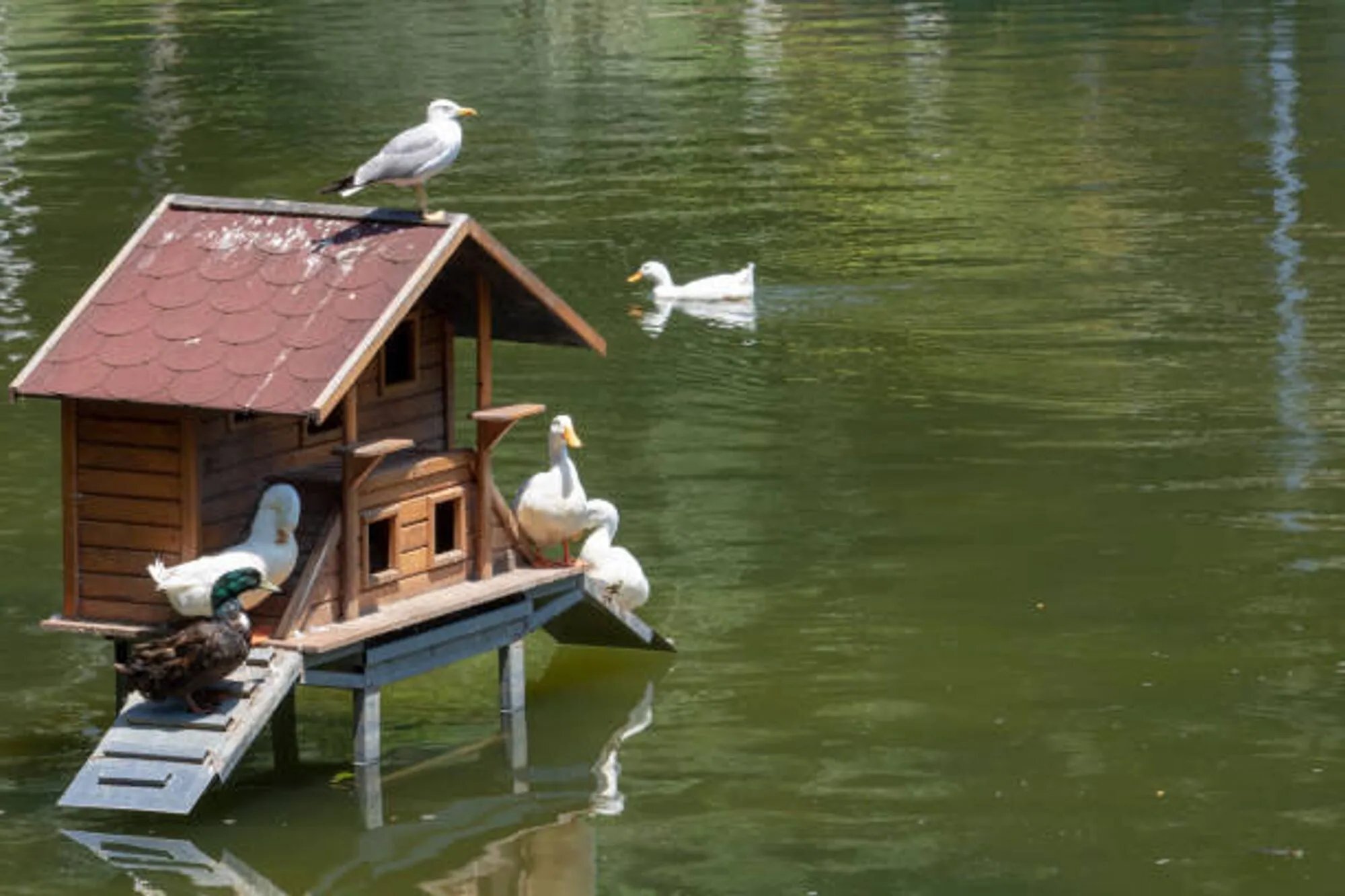 Duck House DIY: How To Build Your Own Cozy Home For Ducks