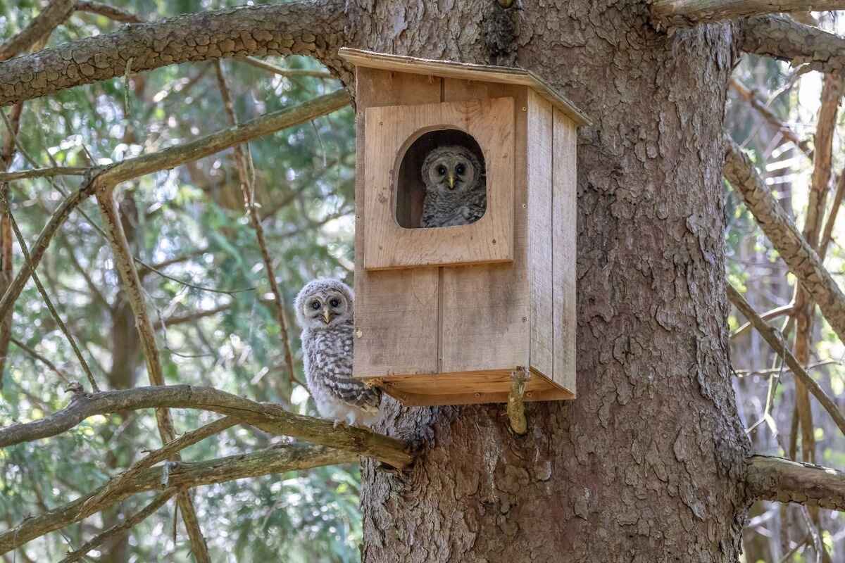 How To Build An Owl House