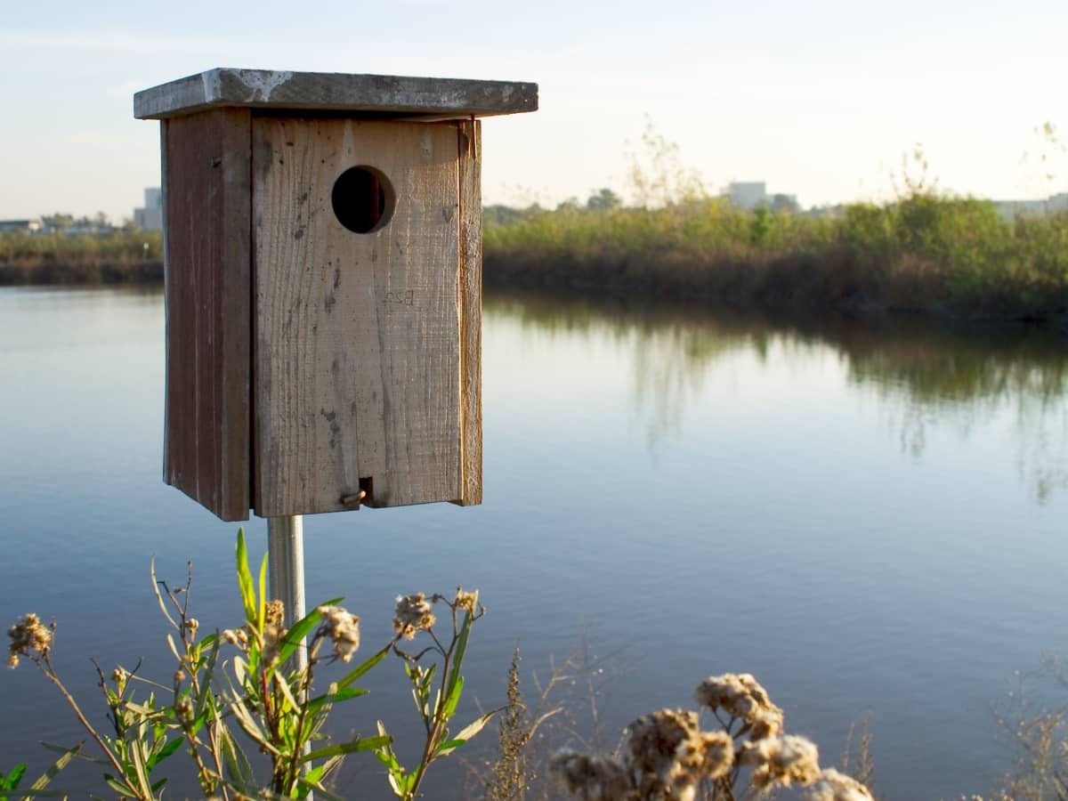 Wood Duck Box DIY: How To Build A Nesting House For Wood Ducks