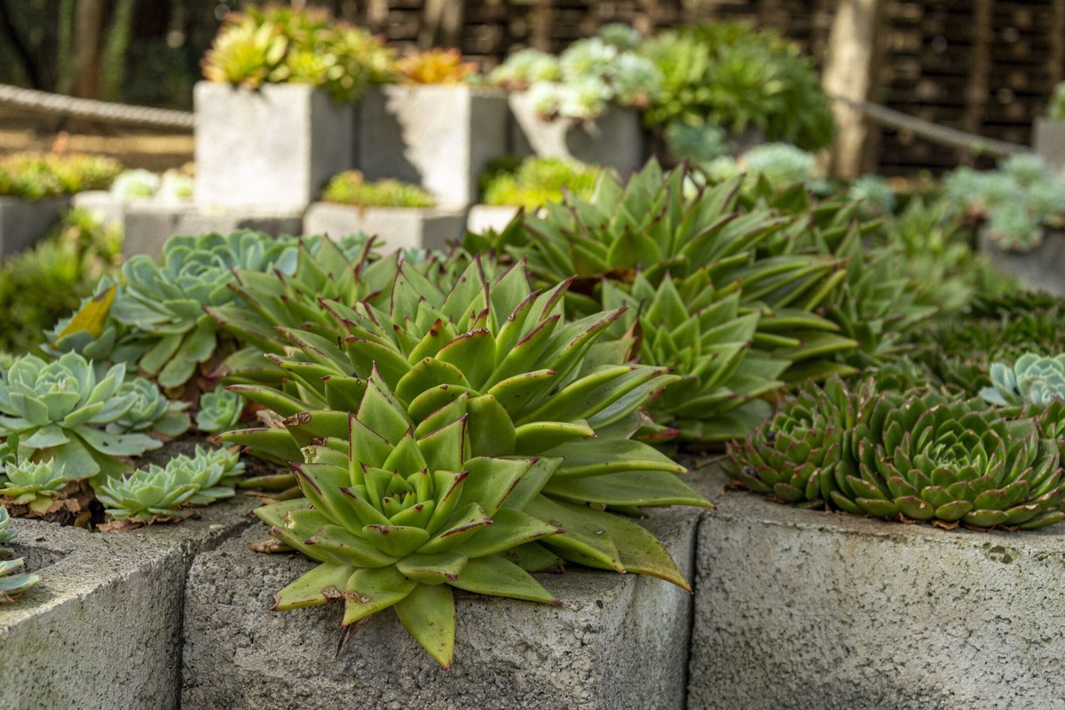 Cinder Block Garden Bed: A DIY Guide To Creating A Stylish And Functional Outdoor Space