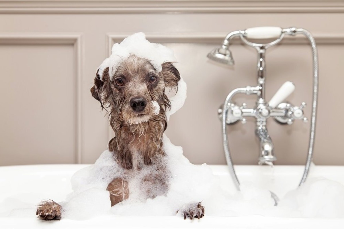 DIY Dog Wash Station: How To Create A Convenient And Clean Space For Bathing Your Furry Friend