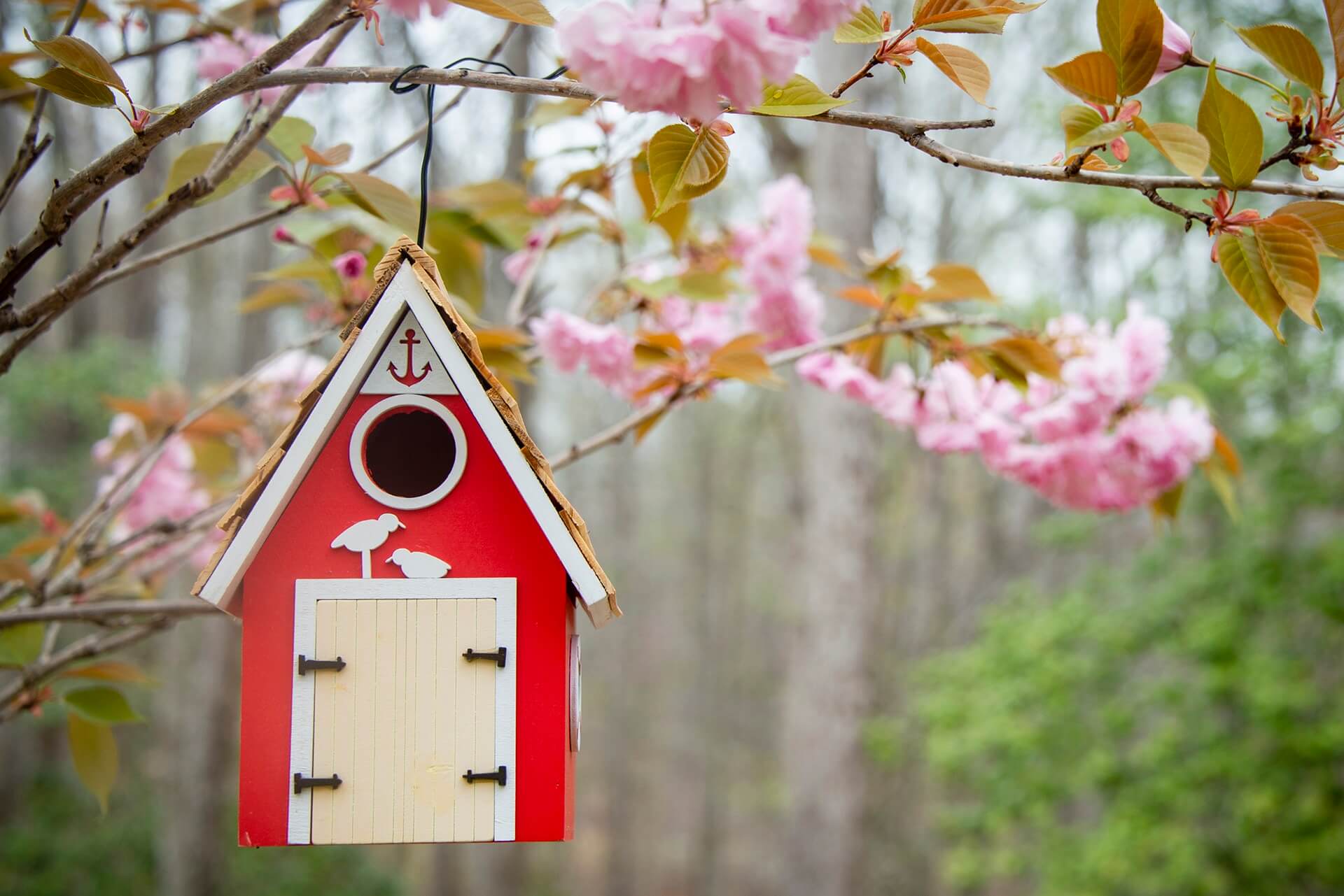 DIY Hummingbird House: Create A Charming Home For Your Feathered Friends