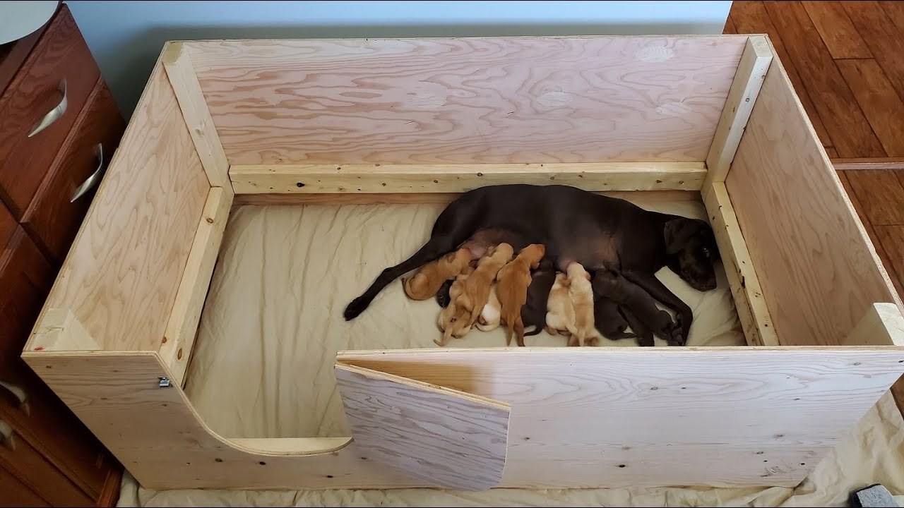 DIY Whelping Box: Step-by-Step Guide To Building A Safe Haven For Your Puppies