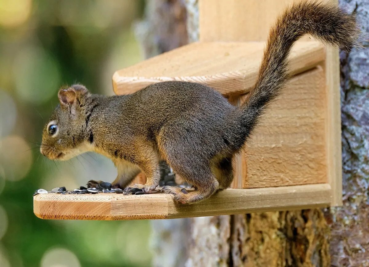 Squirrel-Savvy DIY: Homemade Traps For Pesky Critters