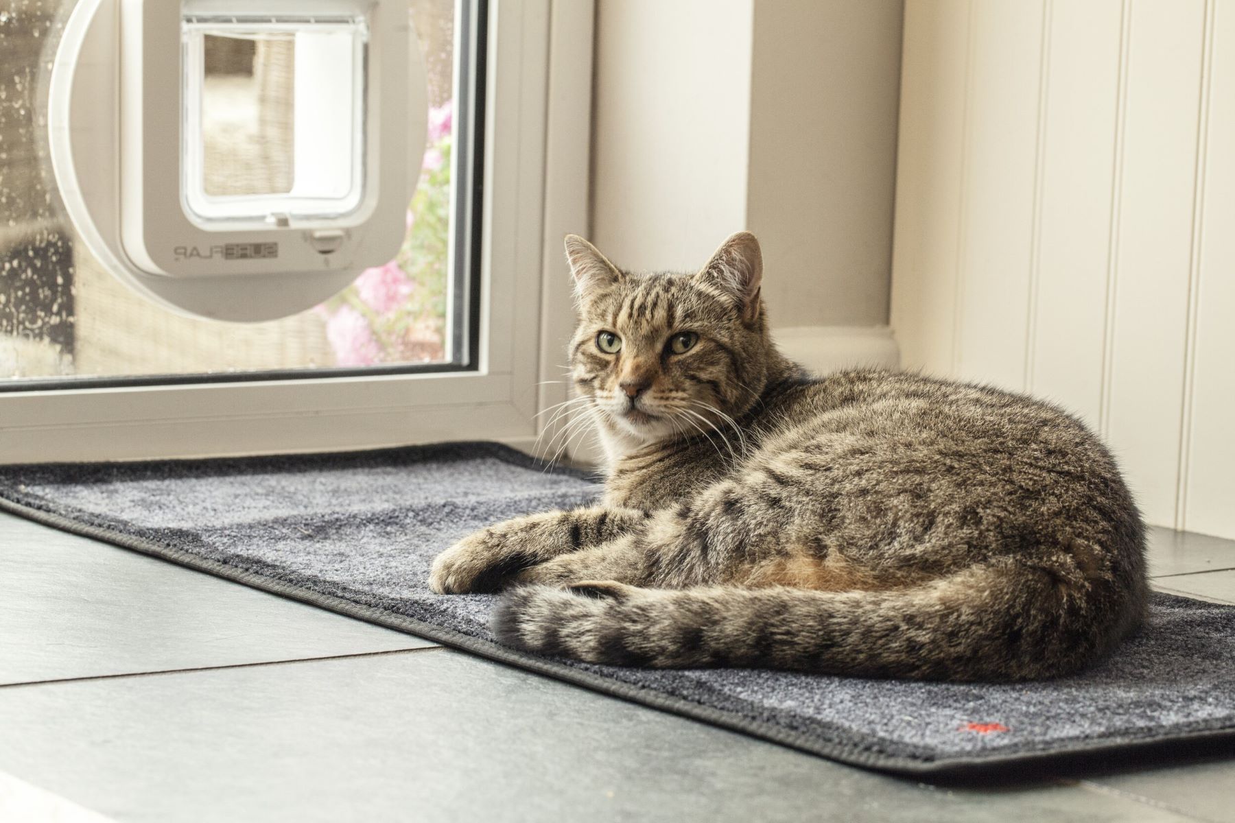 DIY Cat Door for Window