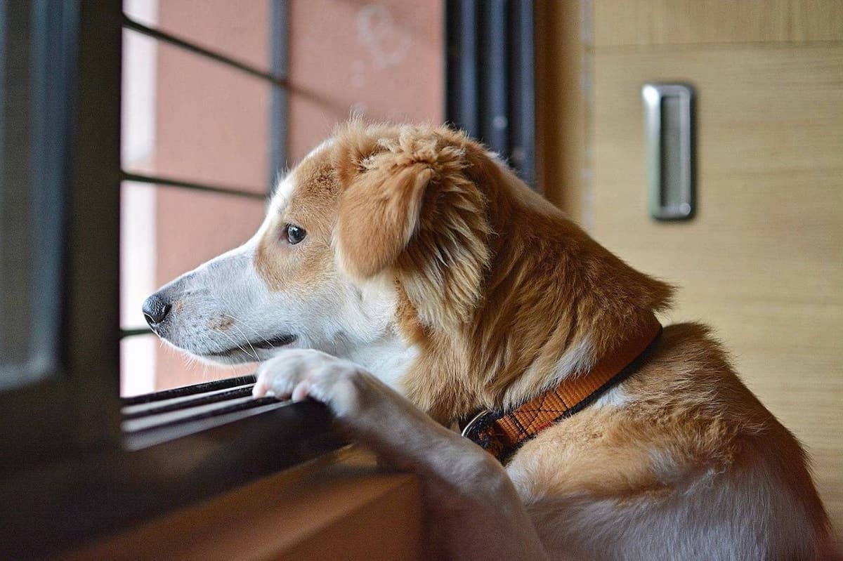 DIY Dog-Proof Window Sill Protection