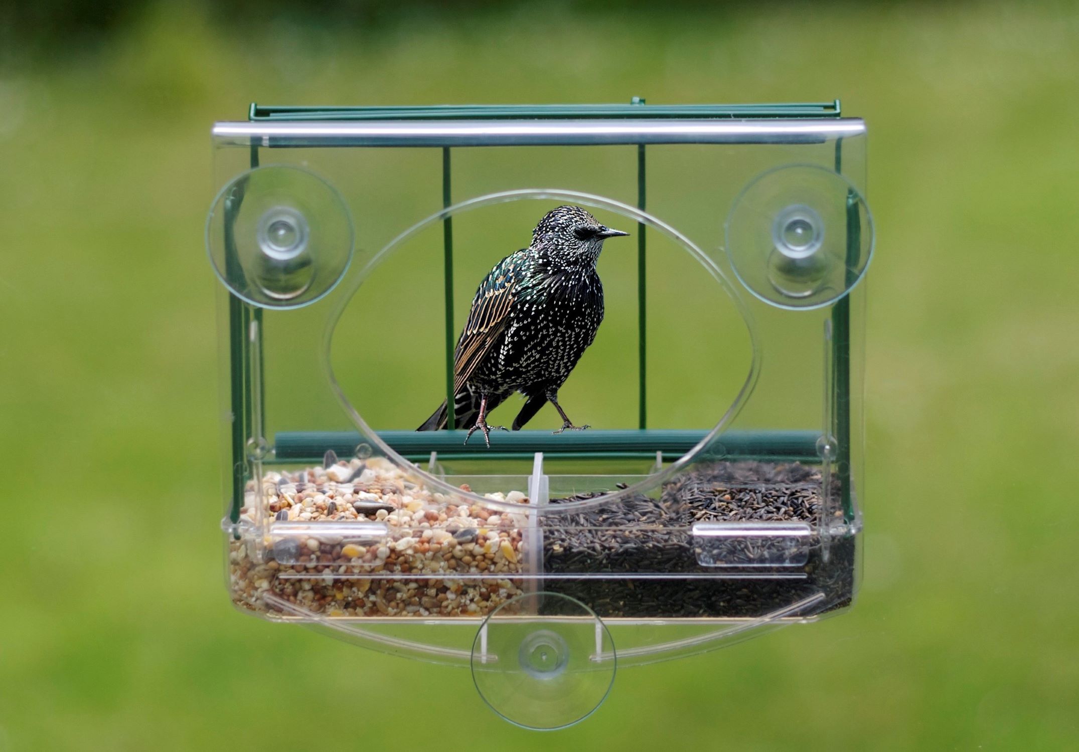 DIY Window Bird Feeder Guide