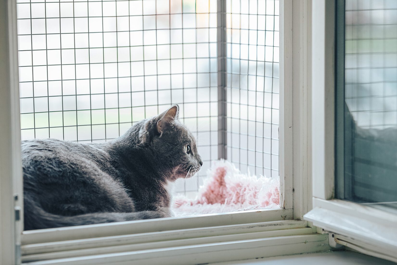 How to Build a Cat Window Box