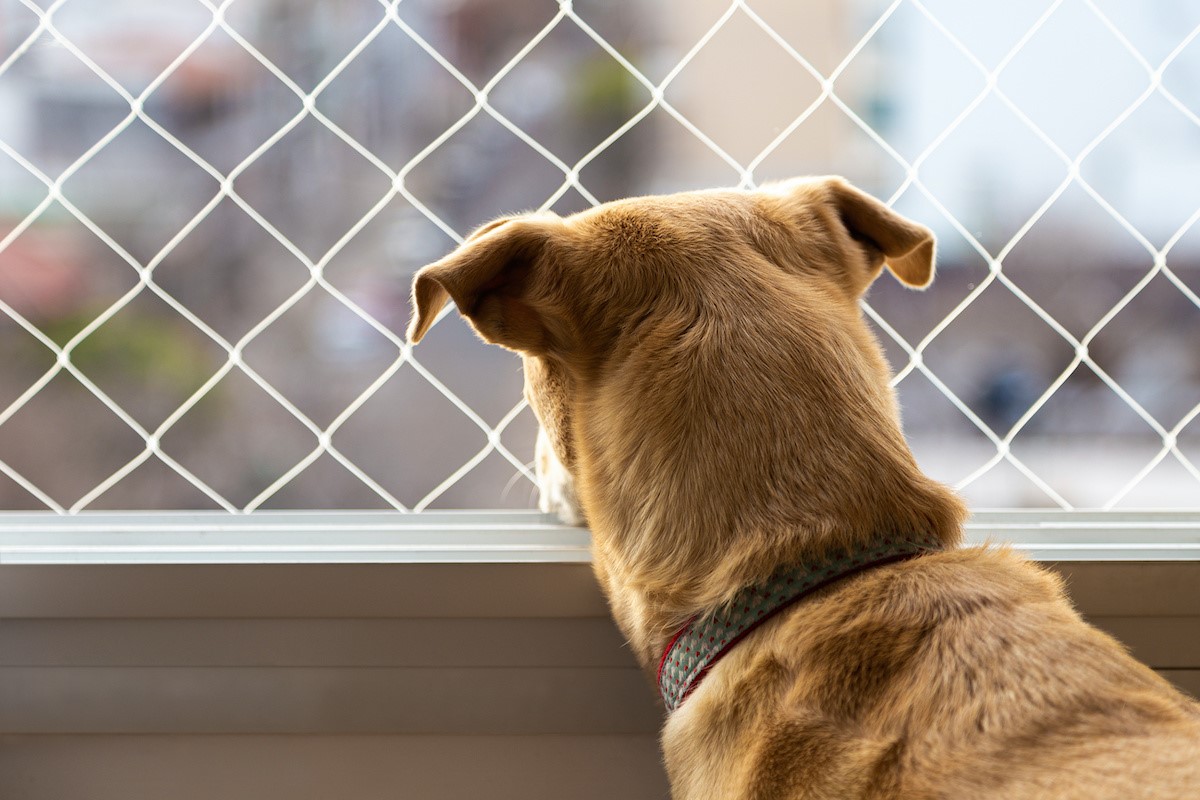 How to Build a DIY Dog Fence for Your Window