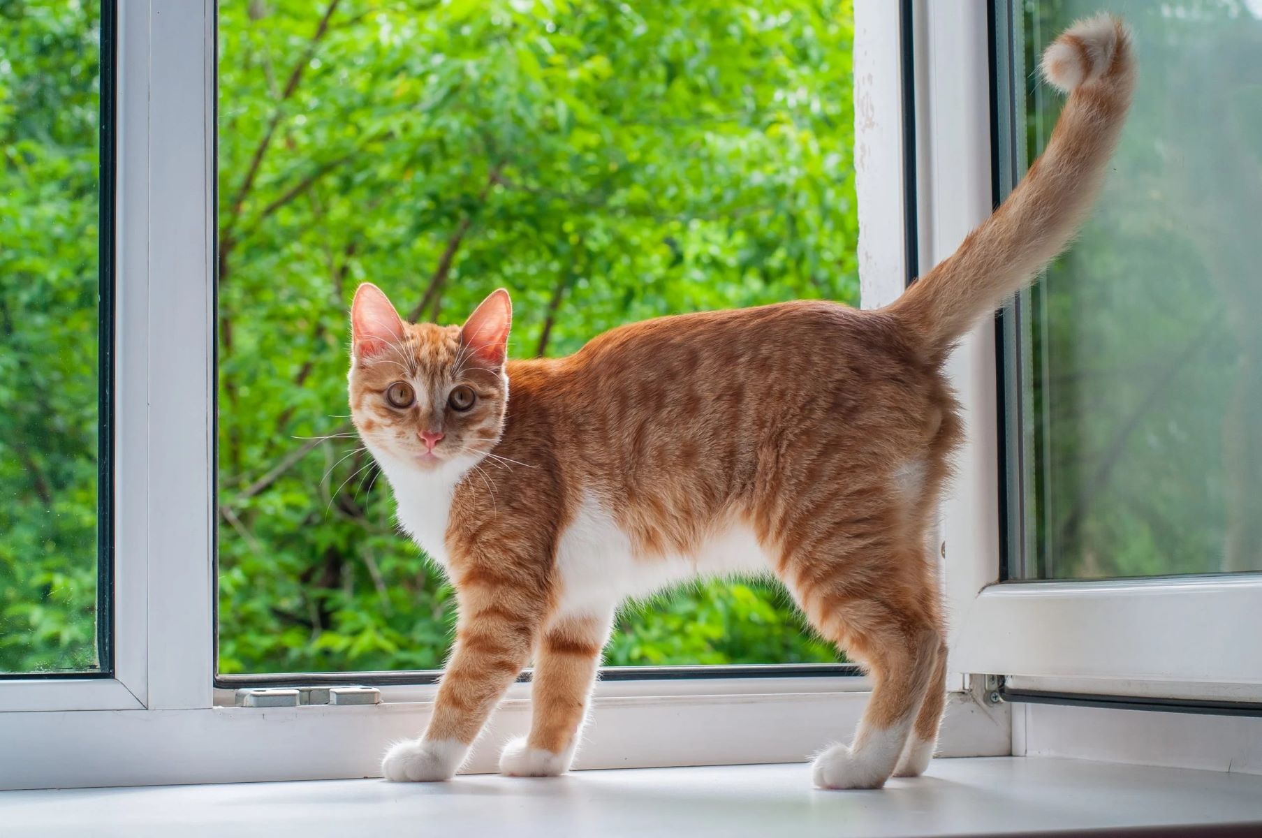 How to Build Cat-Proof Window Screens