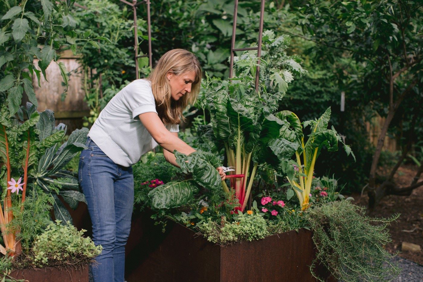 How to Create a DIY Kitchen Garden