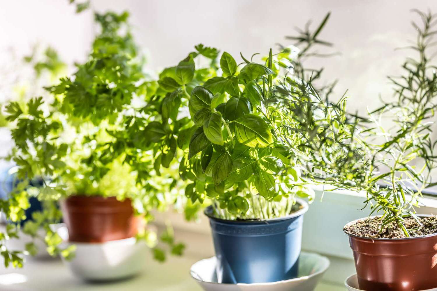 How to Create a DIY Window Herb Garden