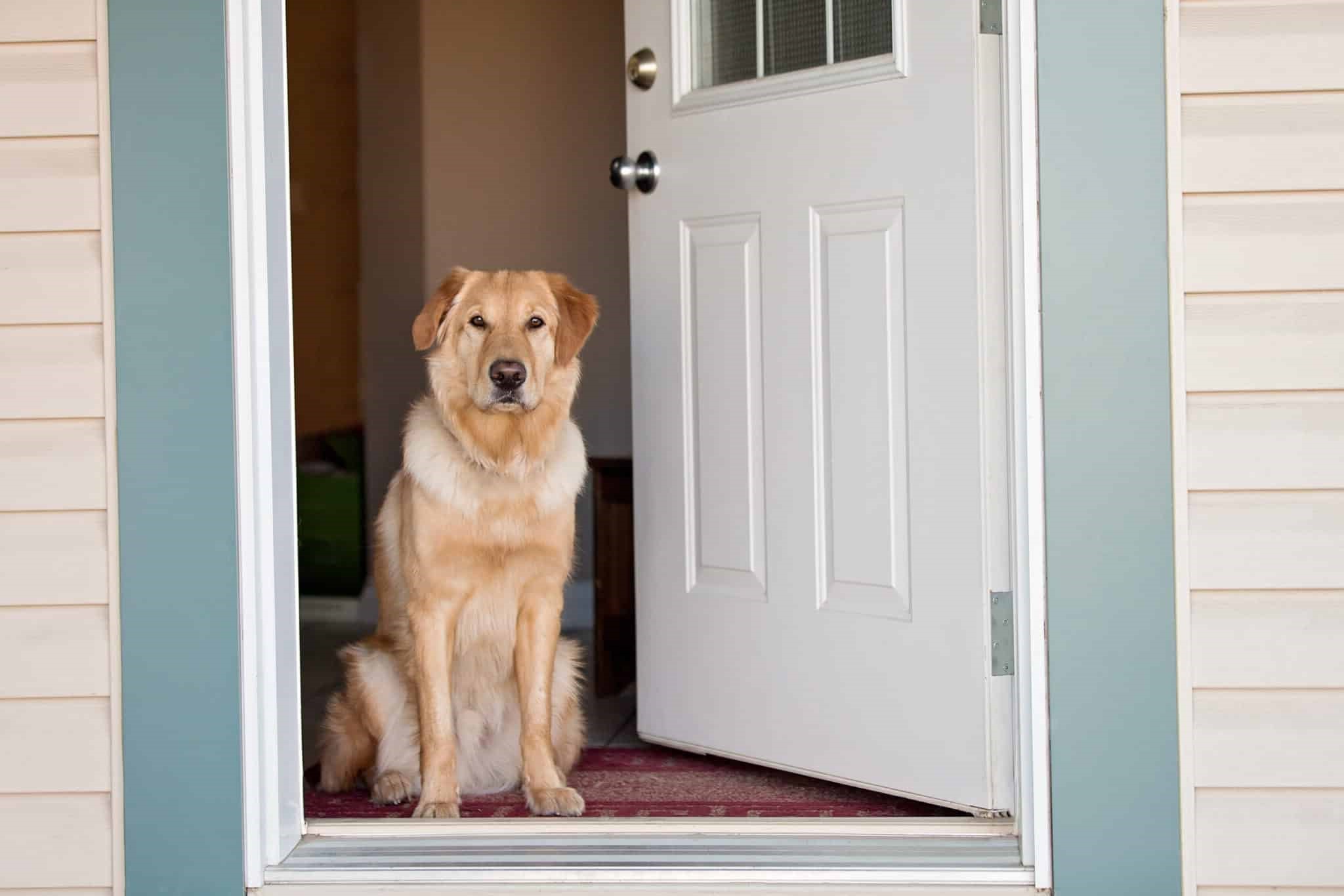 DIY Door Scratch Protector for Pets