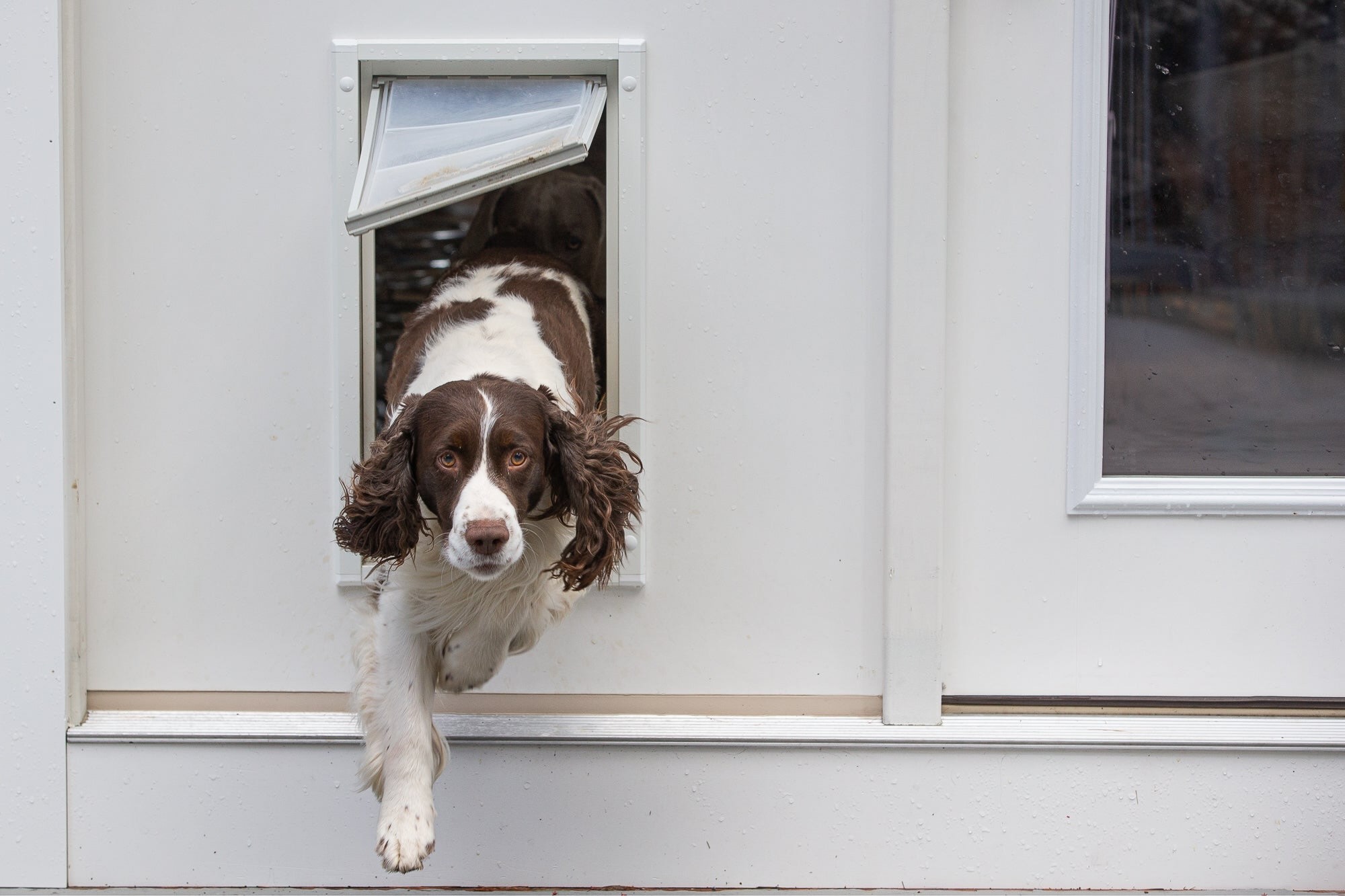 How to Build a DIY Dog Door