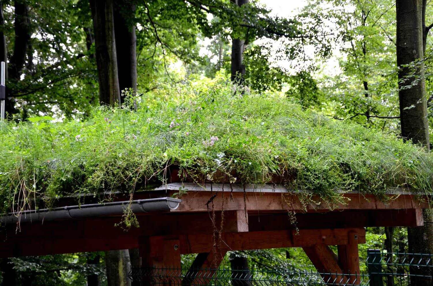 How to Build a Green Roof Guide